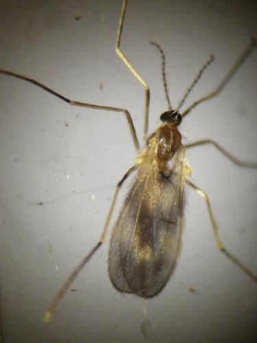 Lestodiplosis sp.